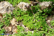 Teucrium chamaedrys subsp. chamaedrys (Camedrio comune)