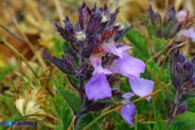 Teucrium chamaedrys subsp. chamaedrys (Camedrio comune)
