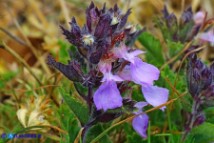 Teucrium chamaedrys subsp. chamaedrys (Camedrio comune)