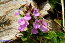 Teucrium chamaedrys subsp. chamaedrys (Camedrio comune)