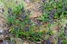 Teucrium chamaedrys subsp. chamaedrys (Camedrio comune)