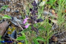 Teucrium chamaedrys subsp. chamaedrys (Camedrio comune)