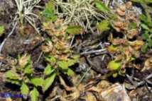 Teucrium chamaedrys subsp. chamaedrys (Camedrio comune)