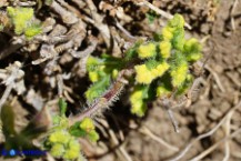 Teucrium chamaedrys (Camedrio comune) infestato dall'acaro Aculus teucrii (Acaro del camedrio)