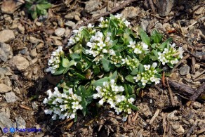 Noccaea brevistyla (Thlaspi brevistylum): Erba storna a stilo breve