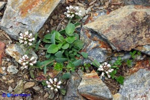 Noccaea brevistyla (Thlaspi brevistylum): Erba storna a stilo breve