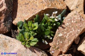 Noccaea brevistyla (Thlaspi brevistylum): Erba storna a stilo breve