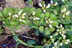 Noccaea brevistyla (Thlaspi brevistylum): Erba storna a stilo breve