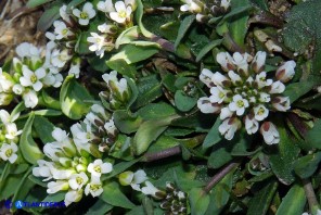 Noccaea brevistyla (Thlaspi brevistylum): Erba storna a stilo breve