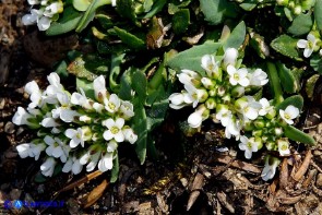 Noccaea brevistyla (Thlaspi brevistylum): Erba storna a stilo breve