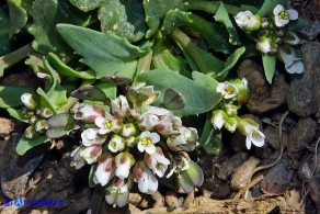 Noccaea brevistyla (Thlaspi brevistylum): Erba storna a stilo breve