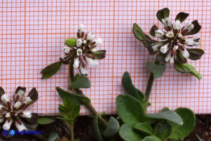 Noccaea brevistyla (Thlaspi brevistylum): Erba storna a stilo breve