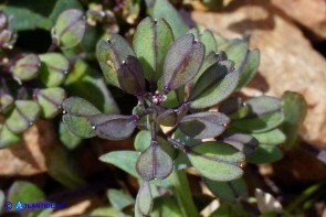 Noccaea brevistyla (Thlaspi brevistylum): Erba storna a stilo breve