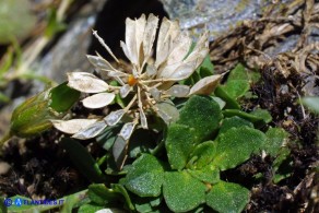 Noccaea brevistyla (Thlaspi brevistylum): Erba storna a stilo breve