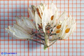 Noccaea brevistyla (Thlaspi brevistylum): Erba storna a stilo breve