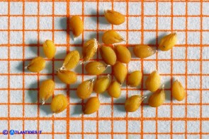 Noccaea brevistyla (Thlaspi brevistylum): Erba storna a stilo breve, i semi