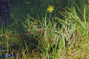 Tragopogon dubius (Barba di becco a tromba)