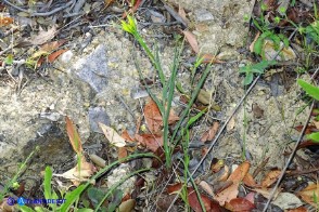 Tragopogon dubius (Barba di becco a tromba)