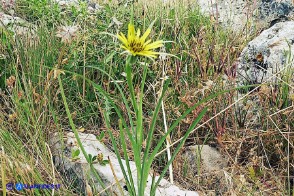 Tragopogon dubius (Barba di becco a tromba)