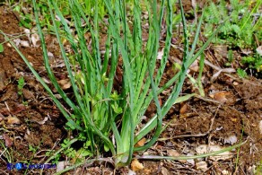 Tragopogon dubius (Barba di becco a tromba)