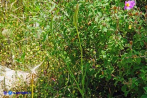 Tragopogon dubius (Barba di becco a tromba)