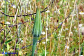 Tragopogon dubius (Barba di becco a tromba)