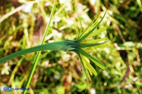 Tragopogon dubius (Barba di becco a tromba)