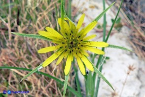 Tragopogon dubius (Barba di becco a tromba)