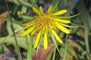 Tragopogon dubius (Barba di becco a tromba)