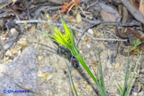 Tragopogon dubius (Barba di becco a tromba)