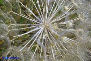 Tragopogon dubius (Barba di becco a tromba): la parte centrale del soffione