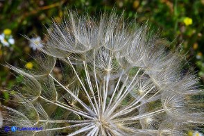 Tragopogon dubius (Barba di becco a tromba): gli acheni con il pappo