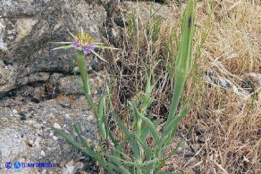 Tragopogon porrifolius (Barba di becco violacea)