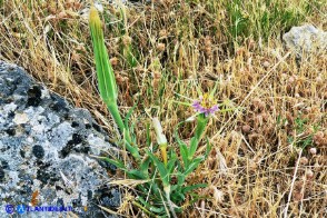 Tragopogon porrifolius (Barba di becco violacea)