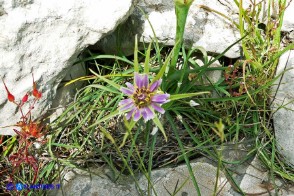 Tragopogon porrifolius (Barba di becco violacea)