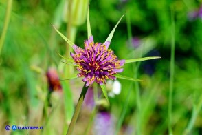 Tragopogon porrifolius (Barba di becco violacea)