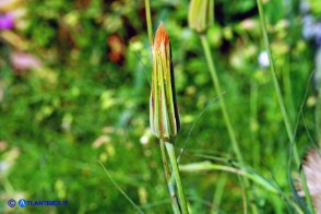 Tragopogon porrifolius (Barba di becco violacea)