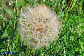 Tragopogon porrifolius (Barba di becco violacea)