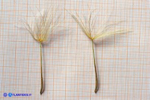 Tragopogon porrifolius (Barba di becco violacea): gli acheni con il pappo