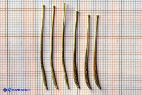 Tragopogon porrifolius (Barba di becco violacea): gli acheni senza pappo