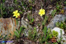 Tuberaria guttata (Fior gallinaccio comune)