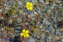 Tuberaria guttata (Fior gallinaccio comune)