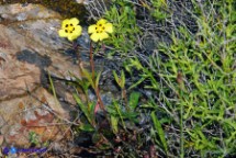 Tuberaria guttata (Fior gallinaccio comune)