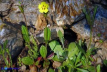 Tuberaria guttata (Fior gallinaccio comune)