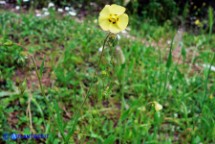 Tuberaria guttata (Fior gallinaccio comune)