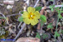 Tuberaria guttata (Fior gallinaccio comune)