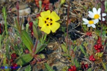 Tuberaria guttata (Fior gallinaccio comune)