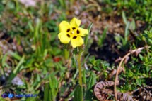 Tuberaria guttata (Fior gallinaccio comune)