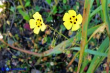 Tuberaria guttata (Fior gallinaccio comune)