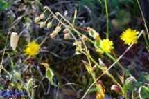 Tuberaria guttata (Fior gallinaccio comune)